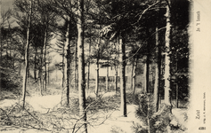 16352 Gezicht op dennenbomen in de sneeuw in het Zeister Bosch te Zeist.